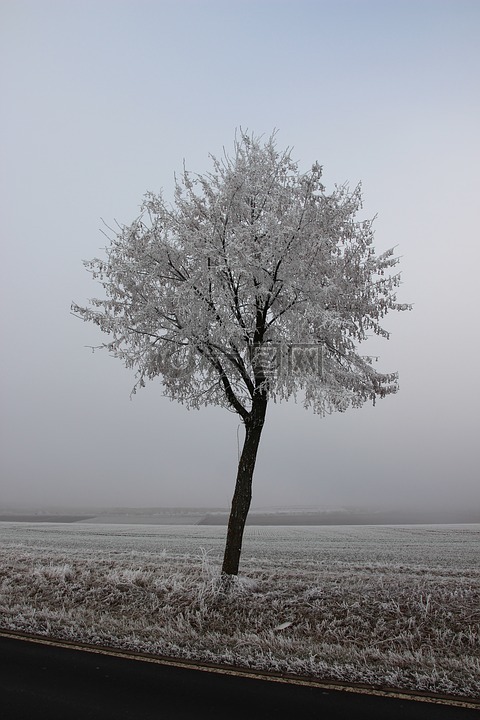 冬天,冰,树