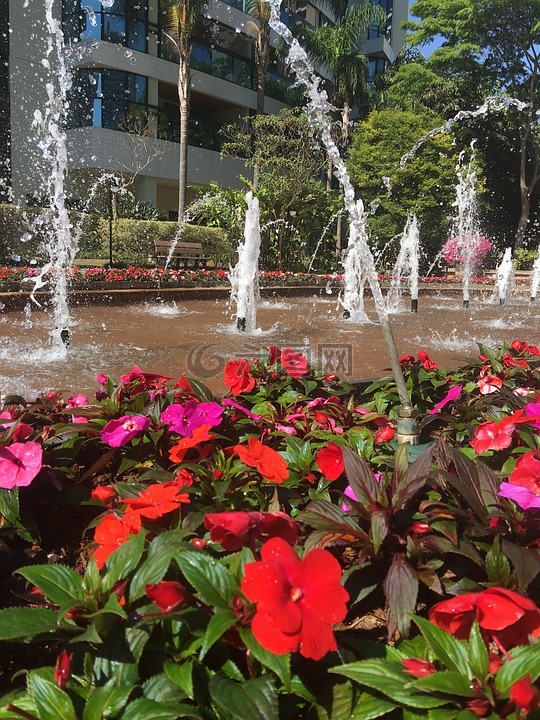 喷泉,花卉,景观