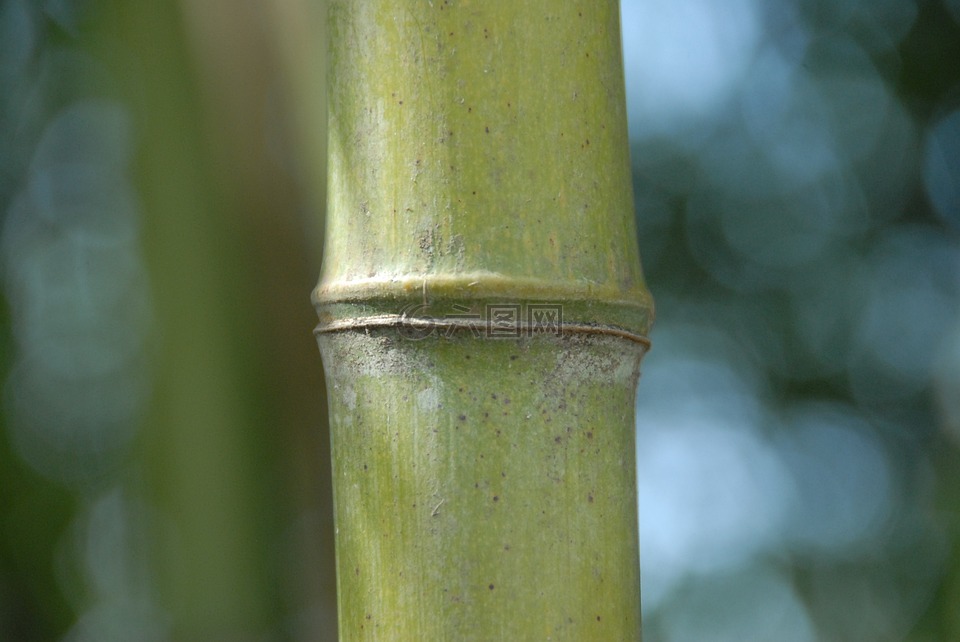 竹,草,性质