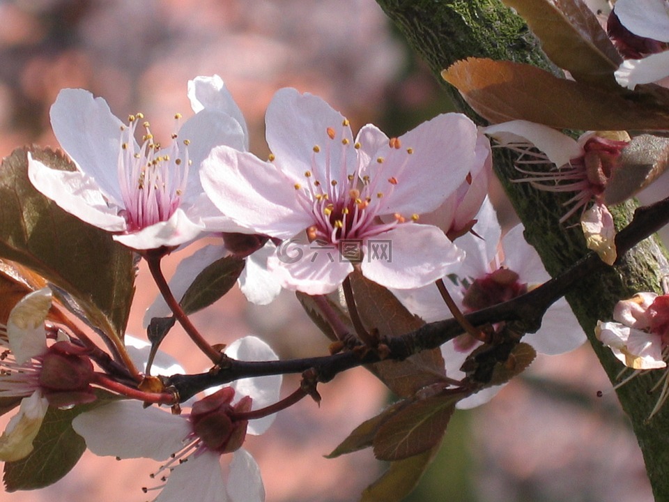 观赏樱花,树,性质