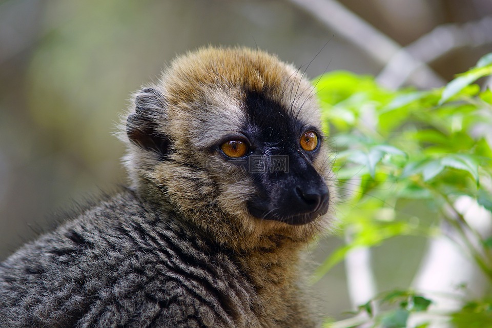 狐猴,马达加斯加,自然