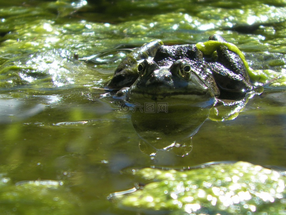 青蛙,池,藻类