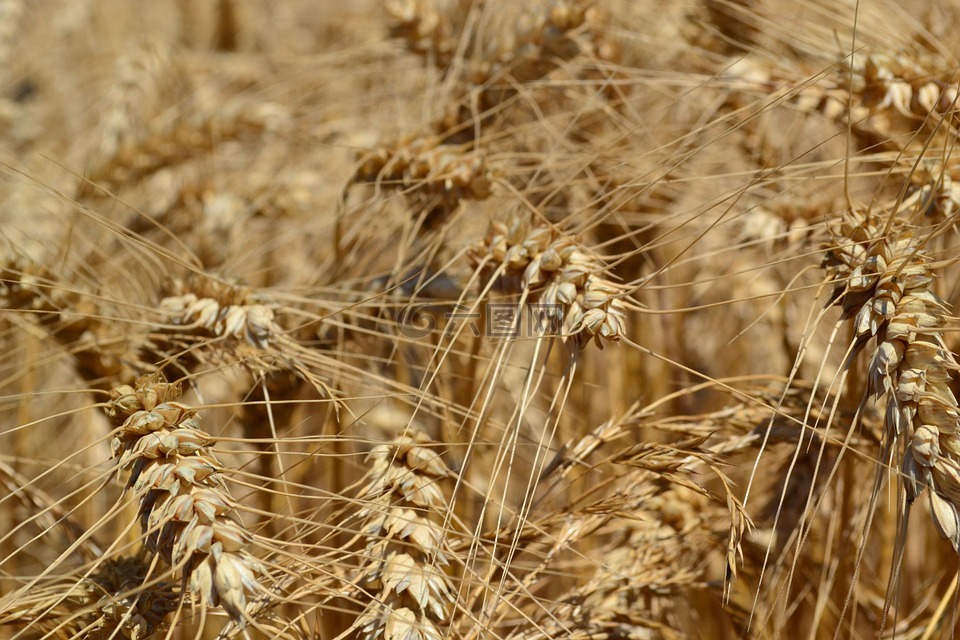 小麦,农业,小麦的耳朵