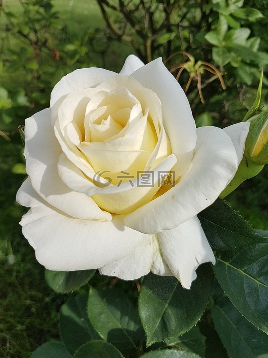 玫瑰,白色的玫瑰,鲜花