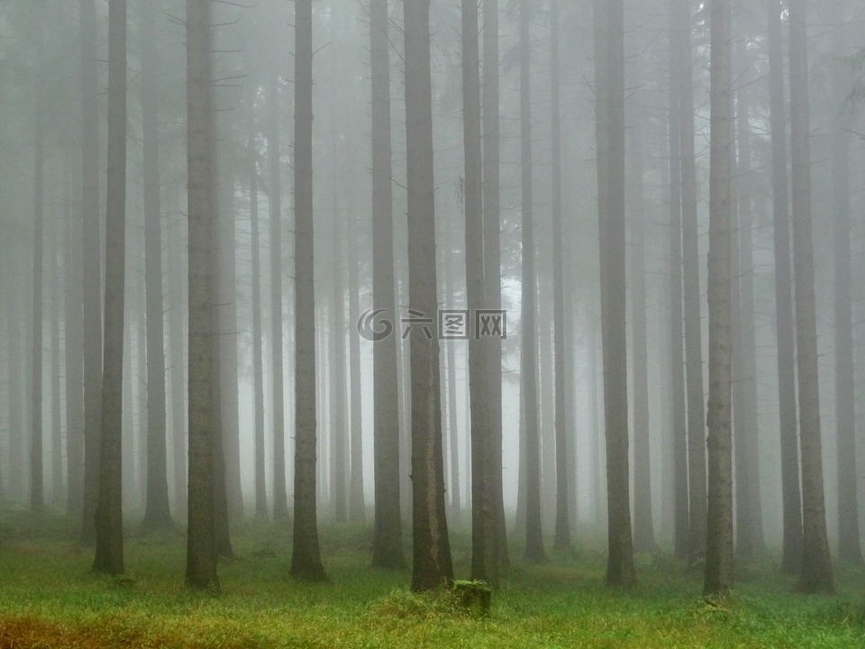 森林,雾,远足径