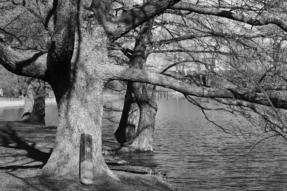 夏天,在湖边的树,b＆w的照片