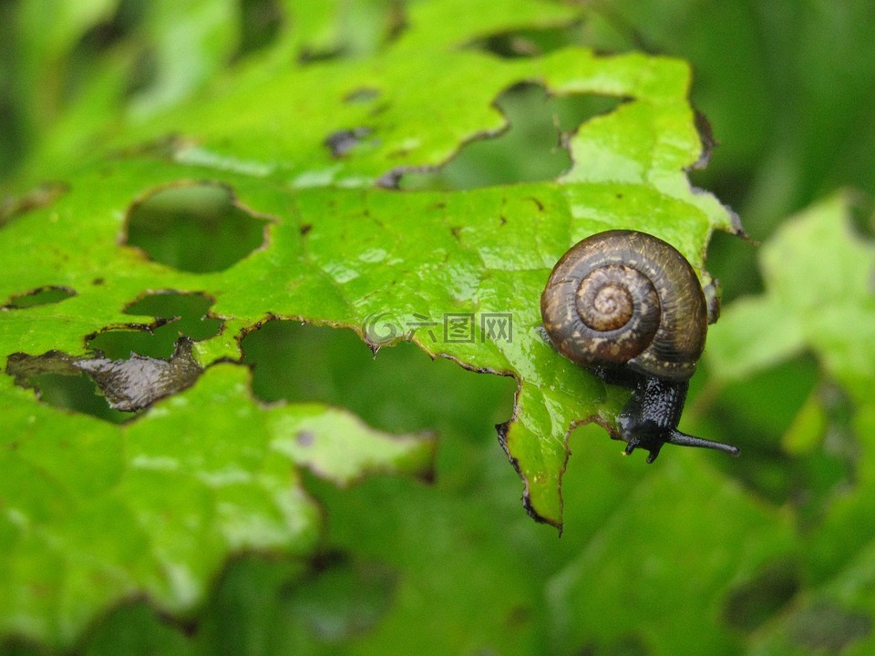 arianta arbustorum,蜗牛吃植物,园林害虫