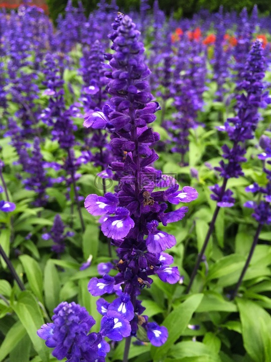 蓝鼠尾草,蓝紫色,鲜花