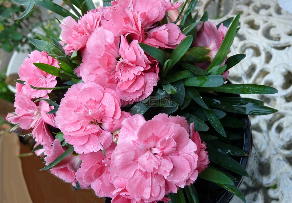 康乃馨,粉红色,盆栽植物