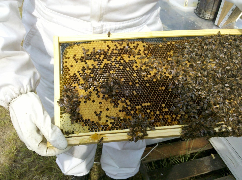 蜜蜂,蜜蜂蜂巢视察,消毒