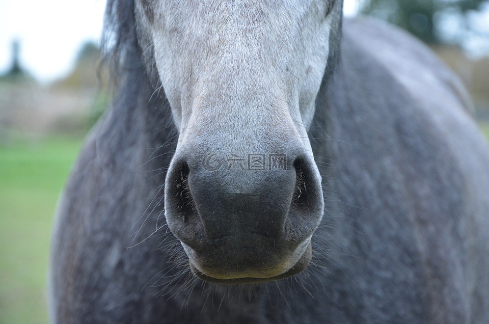 马,鼻孔,鼻子