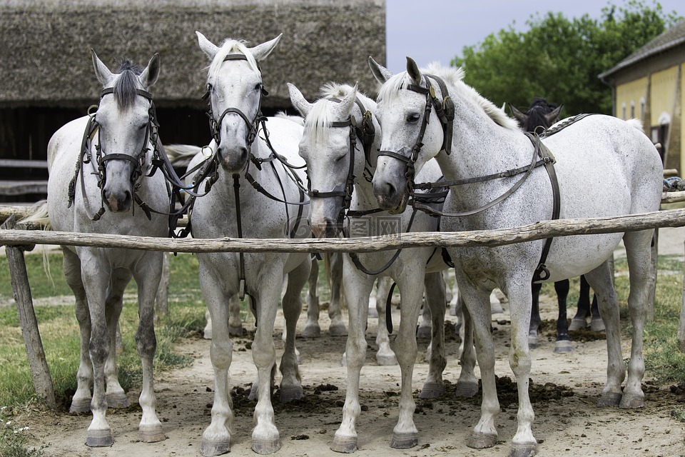 匈牙利语,团队的灰色的马,集体利用