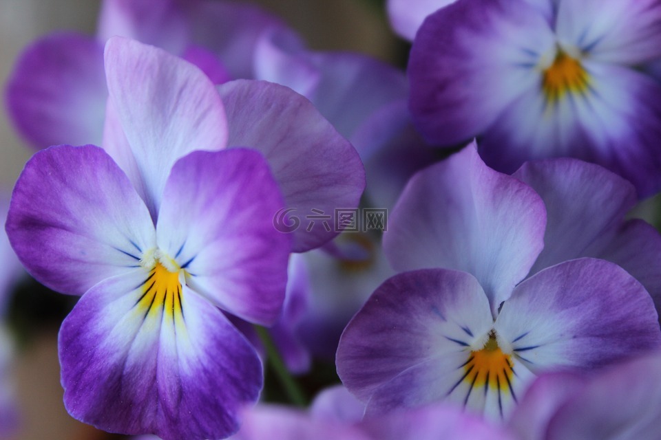 紫罗兰色,花,春天