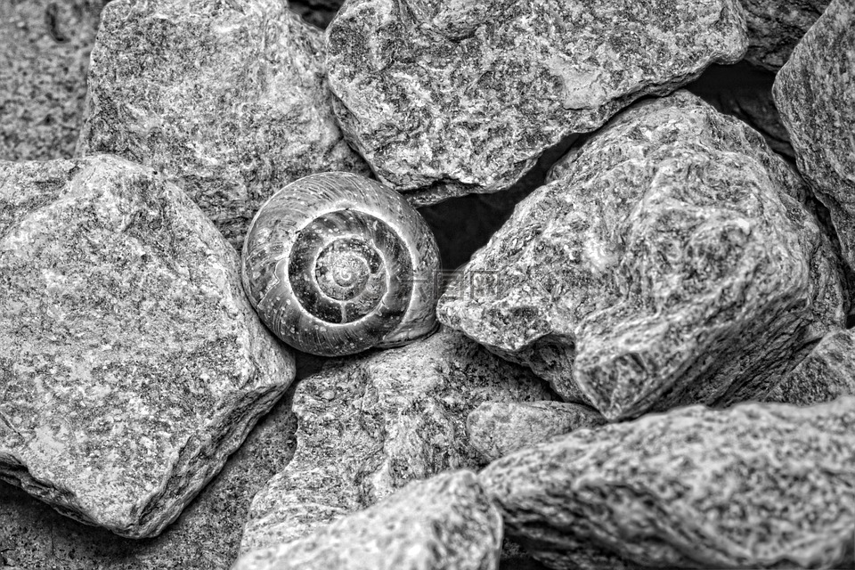 壳,石头,黑色和白色