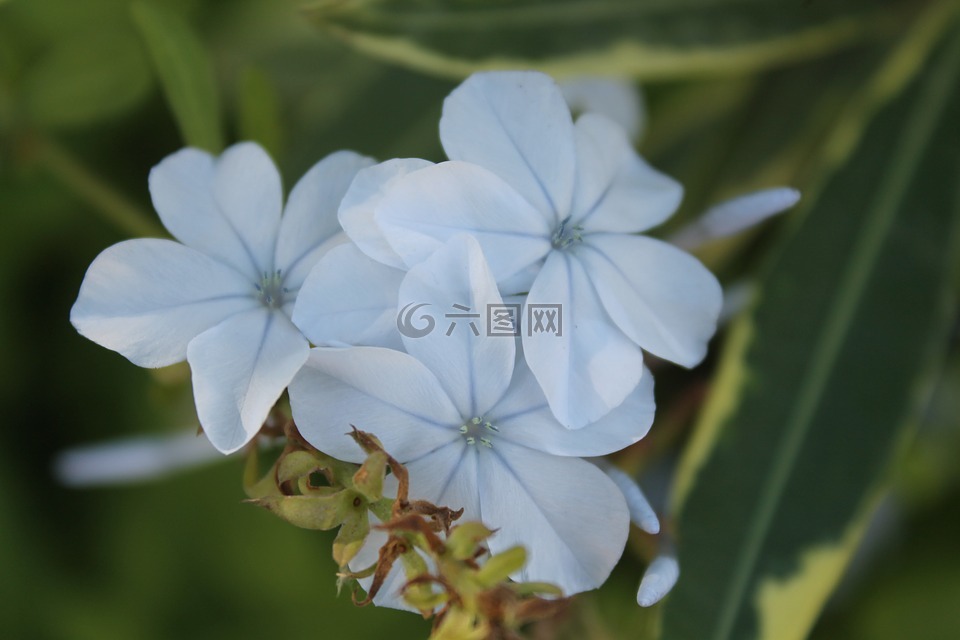 鲜花,蓝色的花朵,蓝色