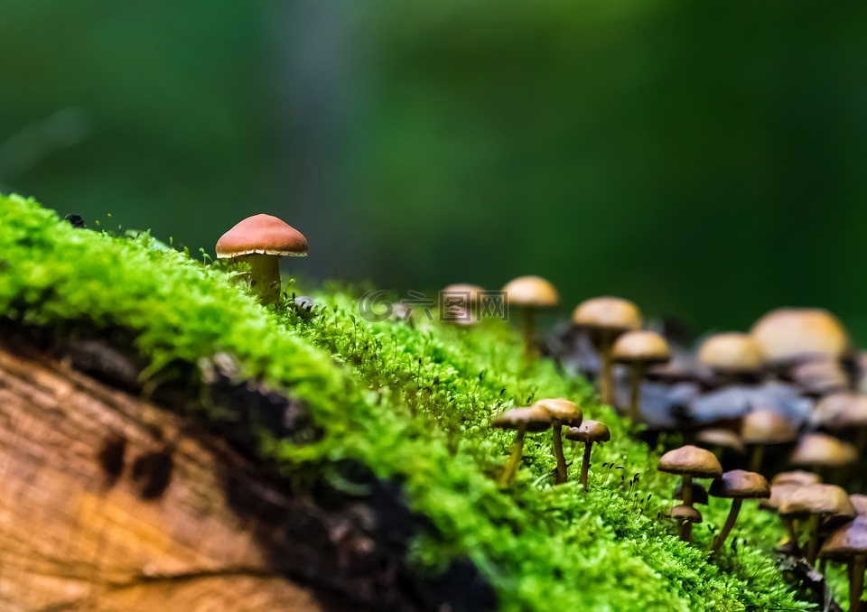 性质,森林,蘑菇