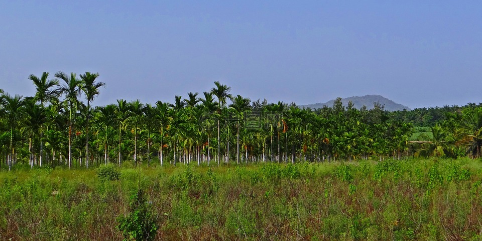 人工林,槟榔,槟榔棕榈
