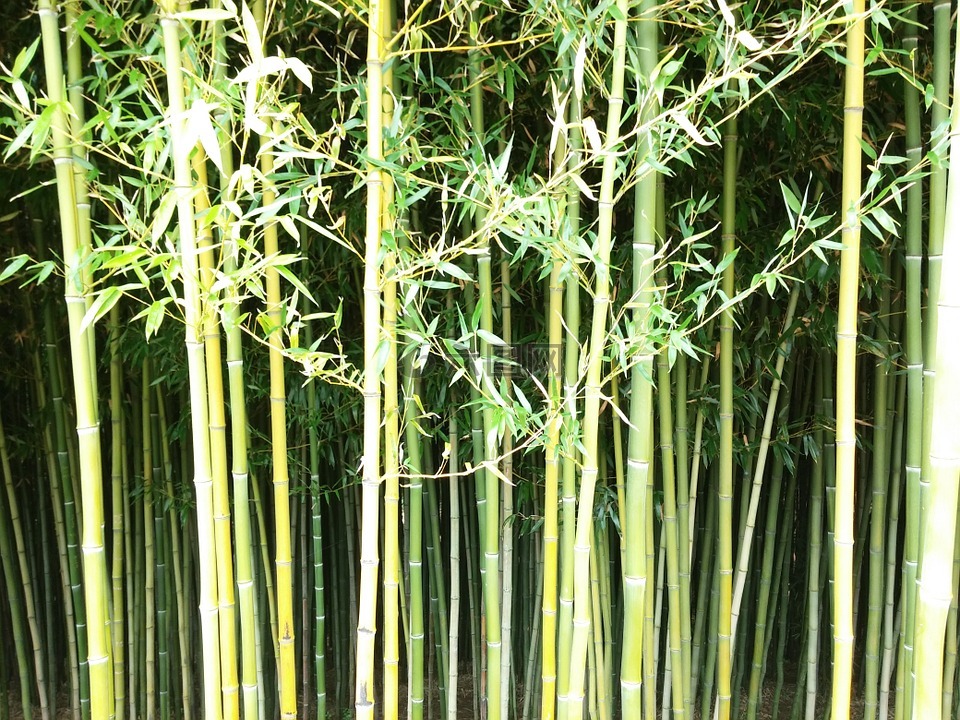 竹,墙,绿色