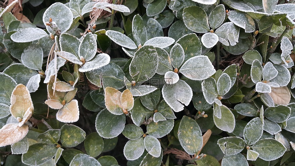 植物,冬季,白雪花