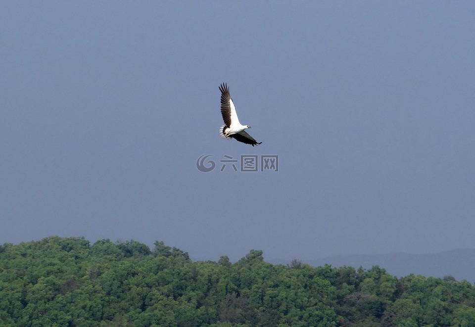 白腹海雕,吼蝠,白胸海雕