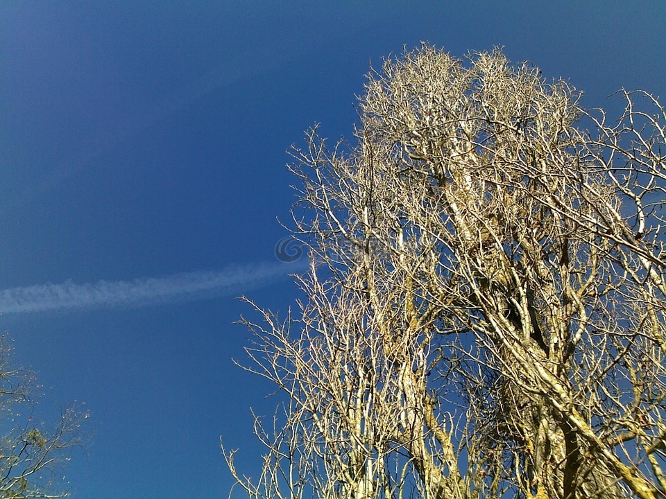 天空,树,轨迹