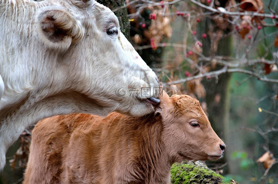 小牛,牛,妈妈
