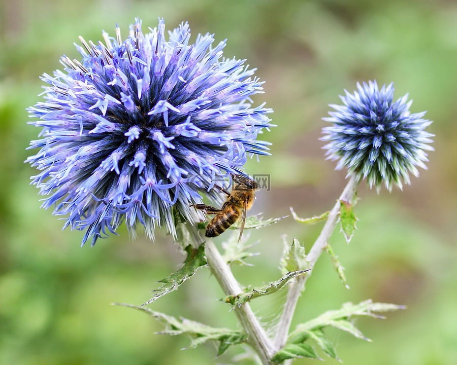 蜜蜂,水飞蓟,蓝色