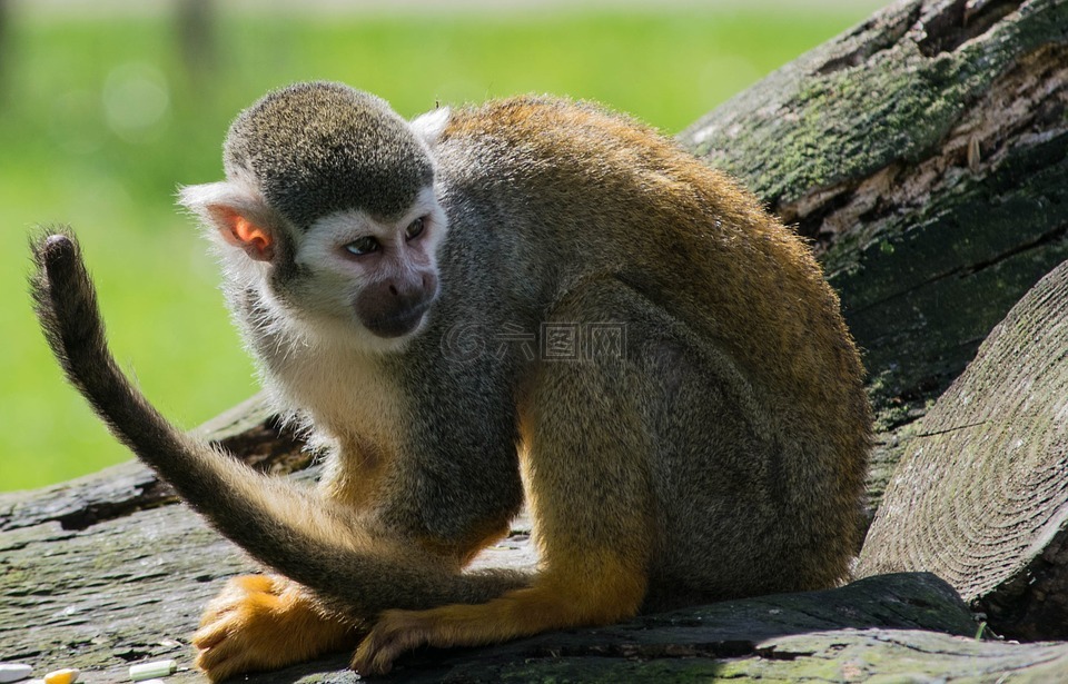 蜘蛛猴,動物園,猴子高清圖庫素材免費下載(圖片編號:6985660)-六圖網