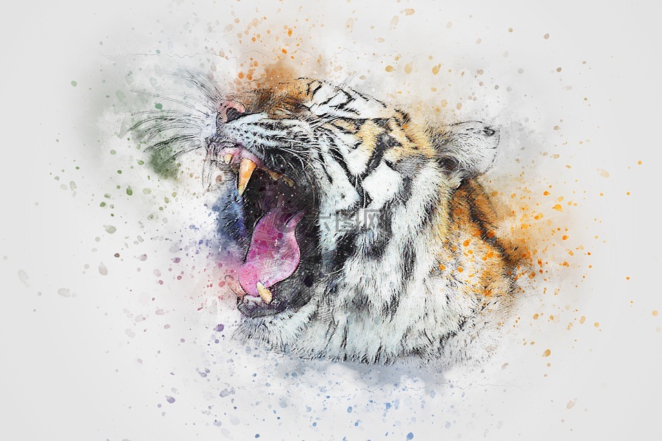虎,轰鸣声,动物
