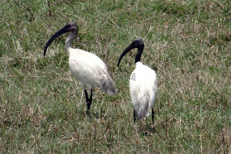 黑领导宜必思酒店,东方白宜必思酒店,threskiornis melanocephalus