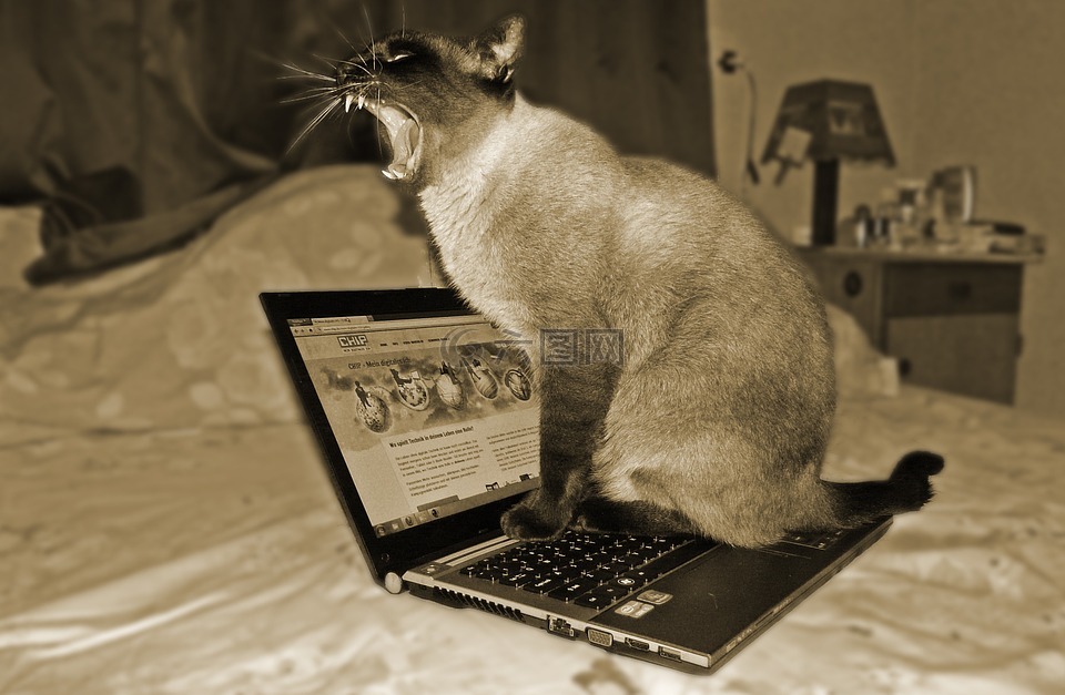 猫,笔记本电脑,宠物