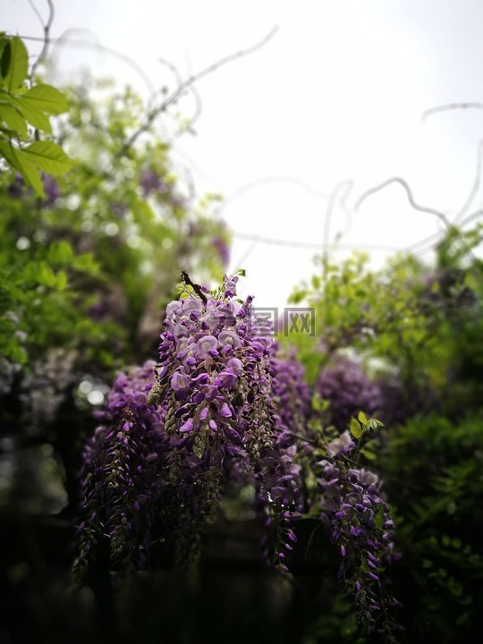 花,紫藤,植物