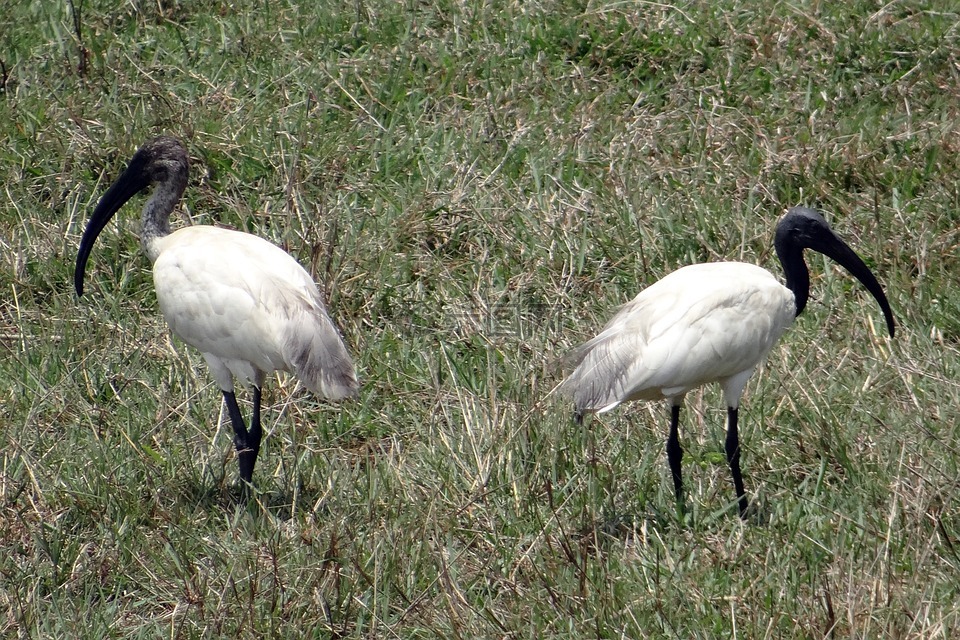 黑领导宜必思酒店,东方白宜必思酒店,threskiornis melanocephalus