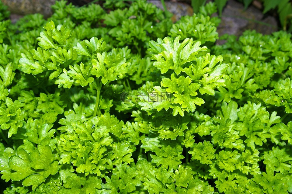 香菜,草药,厂