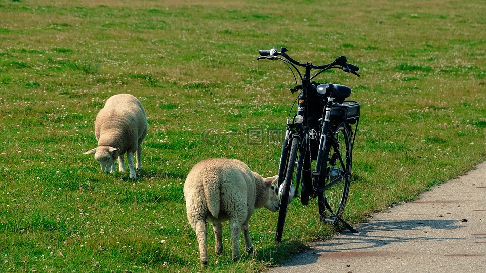 羊,自行车,好奇心