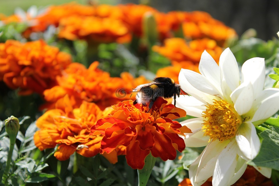 大黄蜂,美丽的花朵,夏季