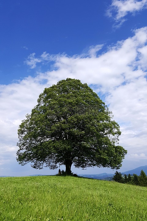 林德,树,希尔