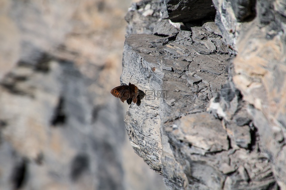 蝴蝶,岩壁,岩
