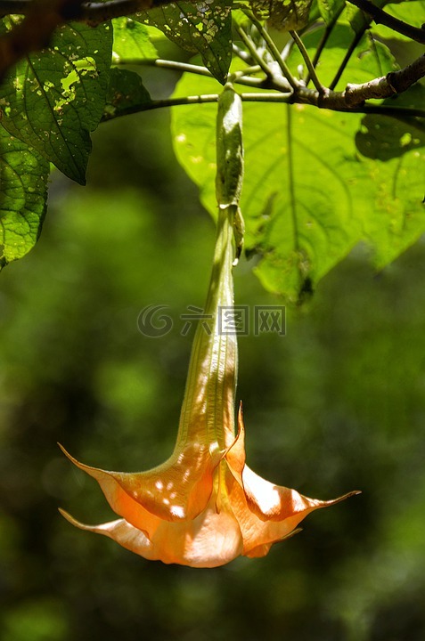 brugmansia,植物,小号