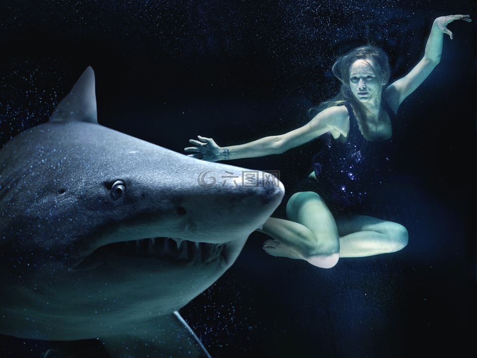 女子,海,大白鲨