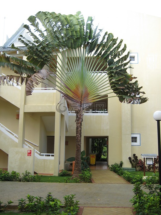 棕榈,多米尼加共和国,蓬塔卡纳