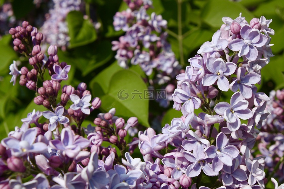 花园 紫丁香 花高清图库素材免费下载 图片编号 六图网