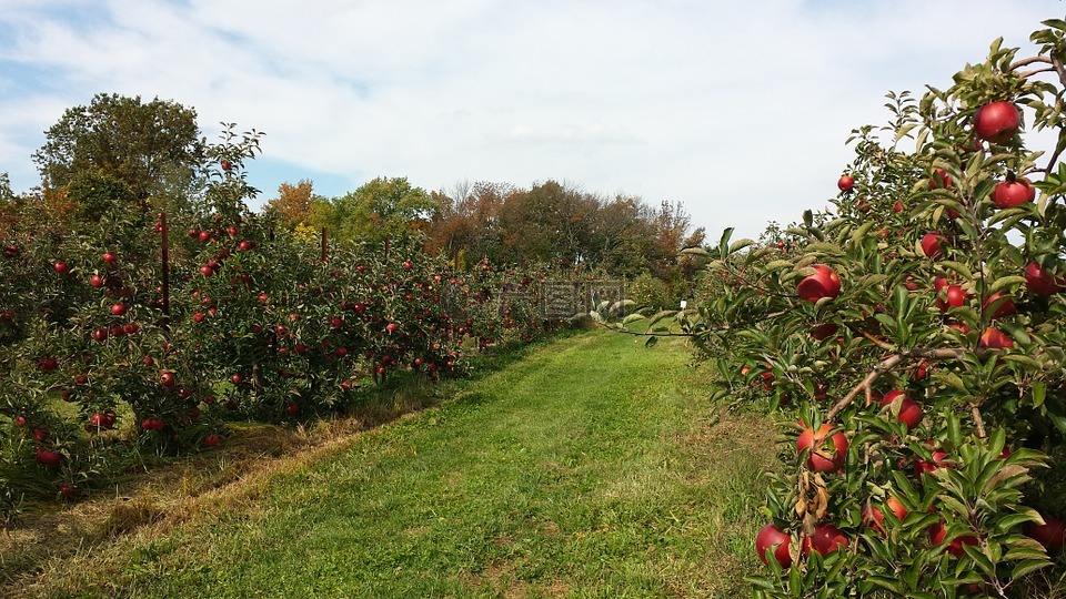 果园,苹果,农业