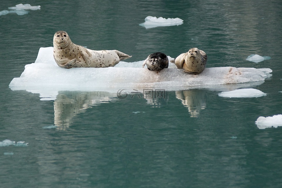 斑海豹,冰,寻找