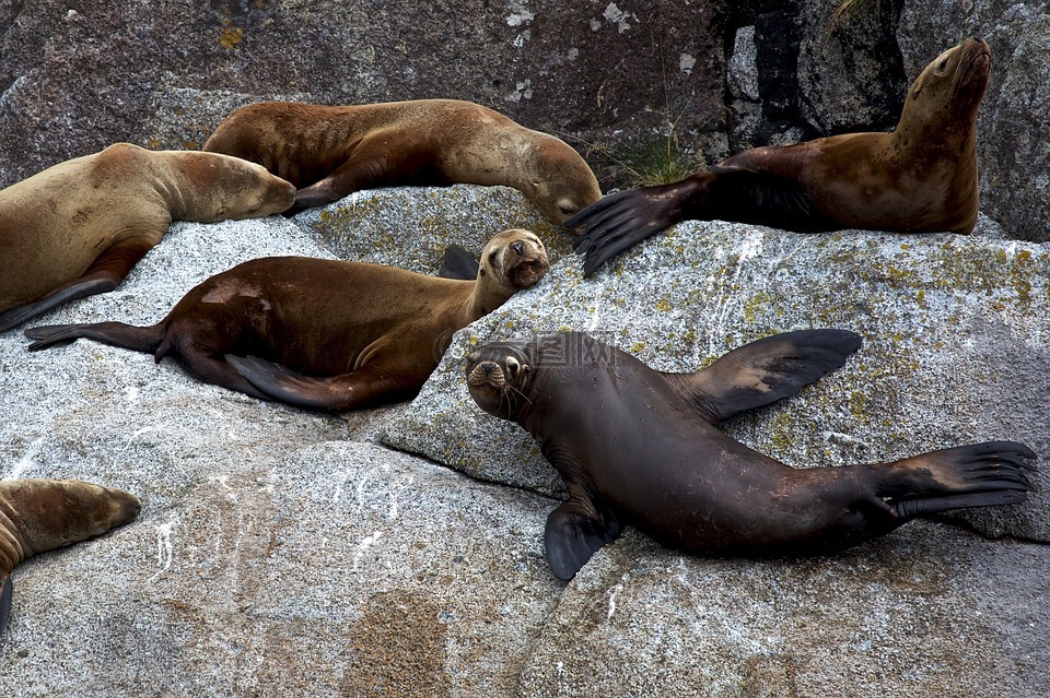 恒星的海狮,岩,睡眠