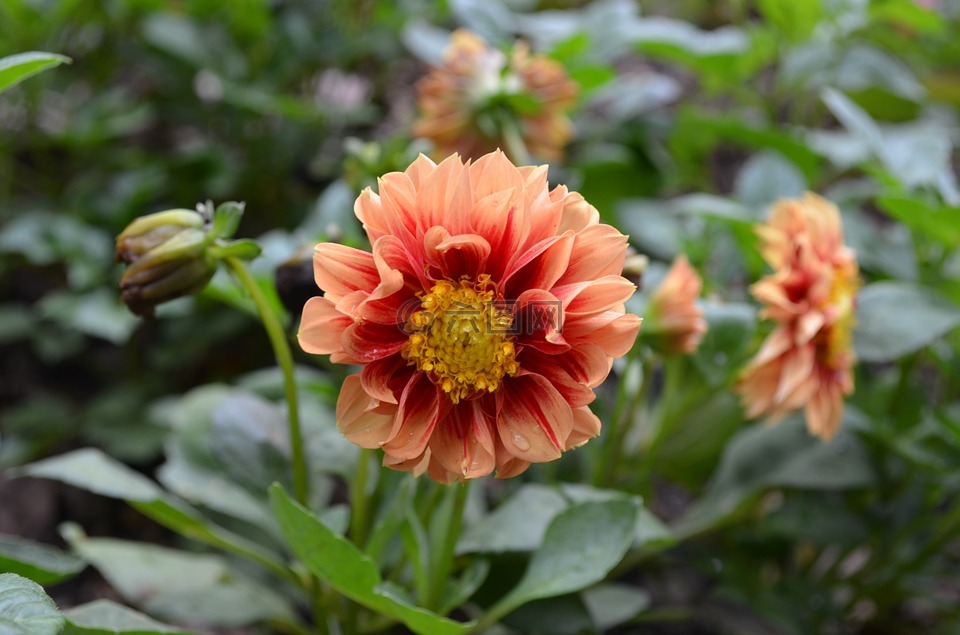 橙色大丽花,花,花瓣