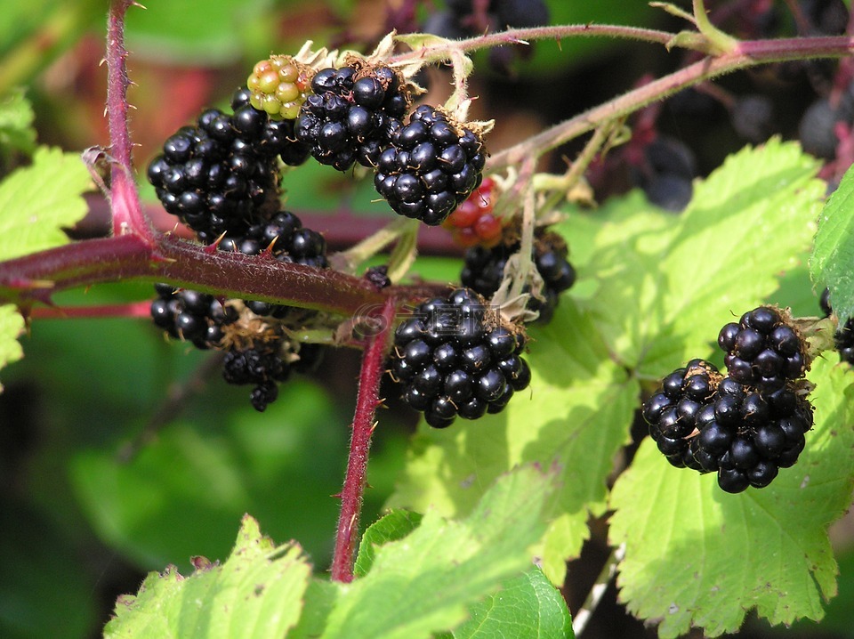 黑莓,野生浆果,野生食物