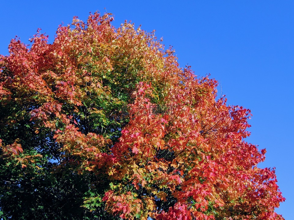 树,秋季,金色的秋天