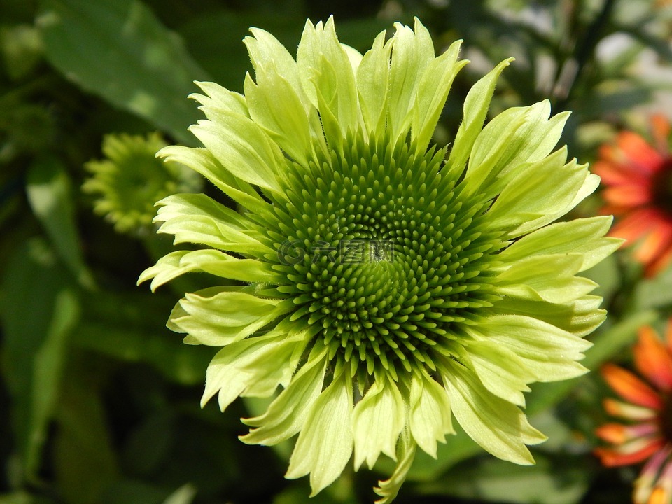 太阳帽子,绿色,松果菊