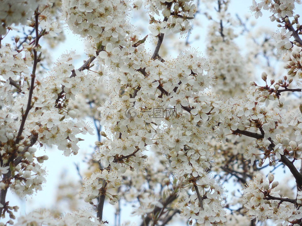 盛开的樱花,白色的花朵,树